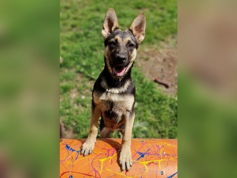 Rina 2 ist ein verspieltes Hundekind
