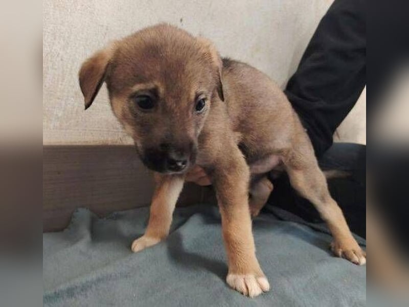 TINA das Hundebaby wurde ausgesetzt