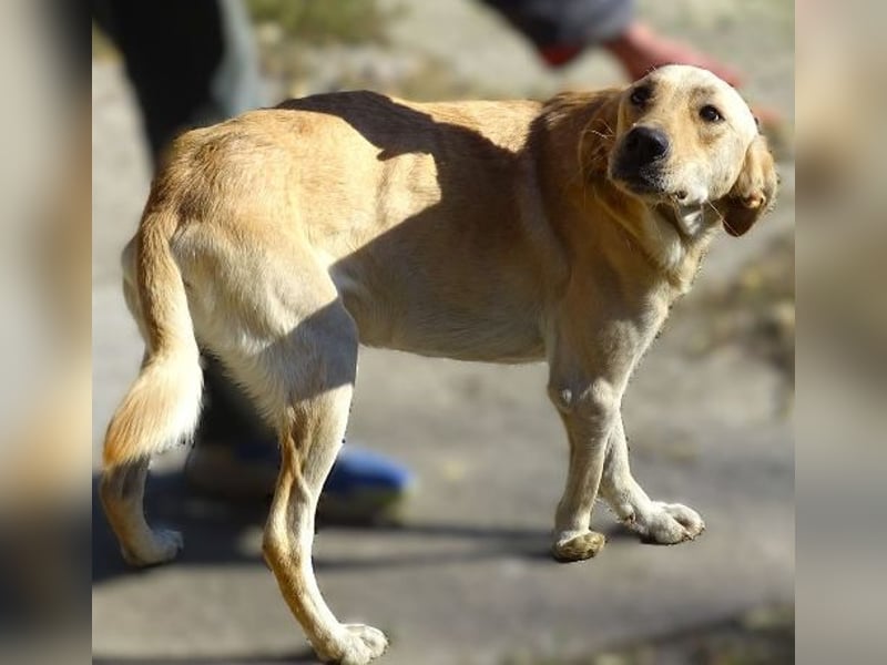 BAK schwebt in großer Gefahr