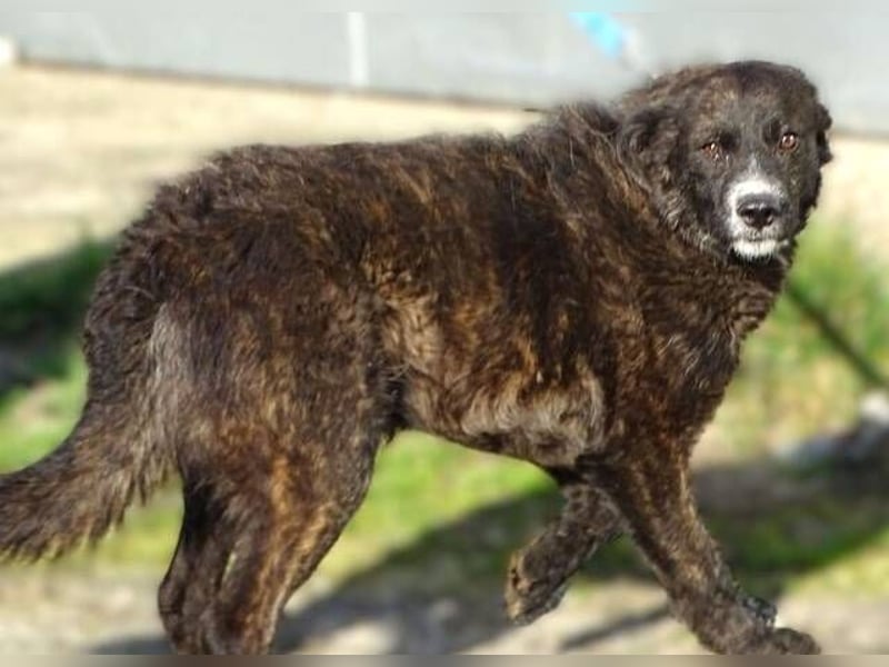 JIMMY ist liebenswert und freundlich