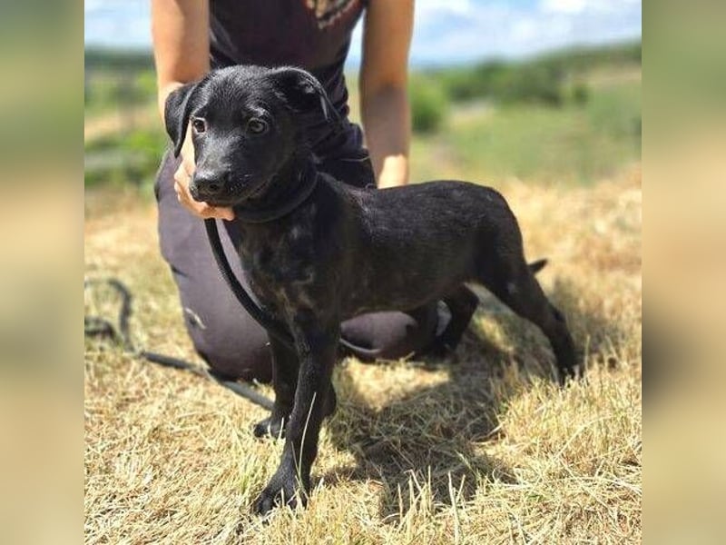 BELLA das Hundebaby wurde herzlos entsorgt