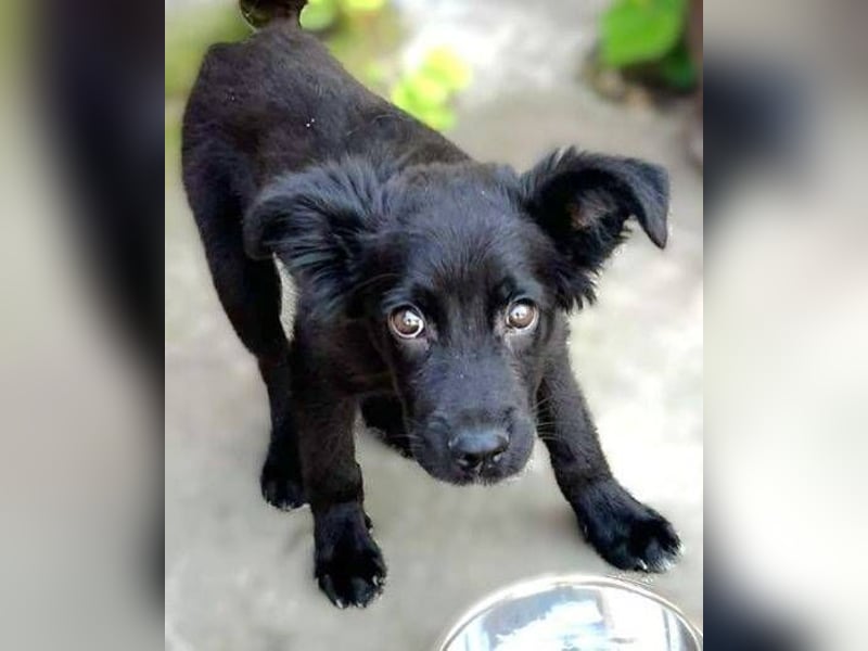 BLACKY , das süße Fellnäschen ist in großer Gefahr 