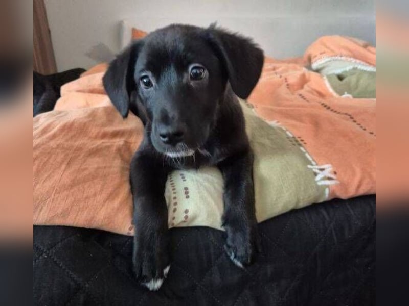 MAX 3 ein zuckersüßes Hundekind