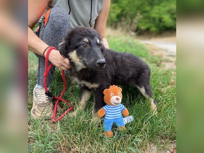 LORI das arme Hundekind wurde im Stich gelassen
