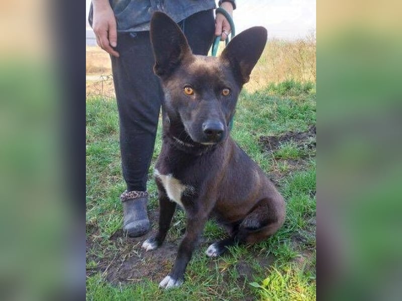 SYRIA wäre eine tolle Begleiterin