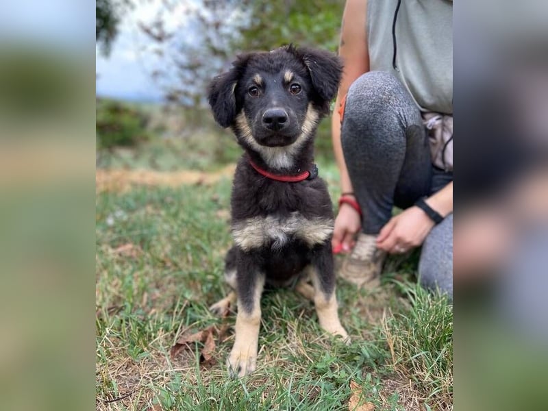 LORI das arme Hundekind wurde im Stich gelassen