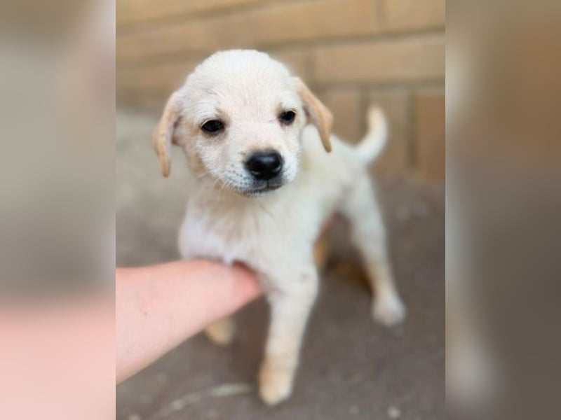 DORI ist ein herziges kleines Hundeherzchen