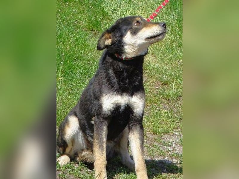 BRUNA ,  kleine Maus mit großer Angst