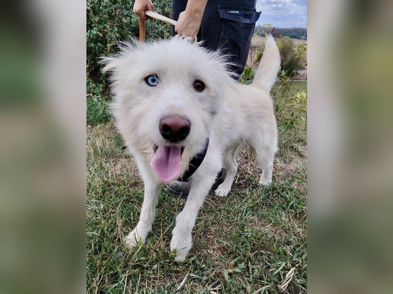 Zauberhafter Husky Terrier ähnlicher Jungrüde, 10Mon., kastriert