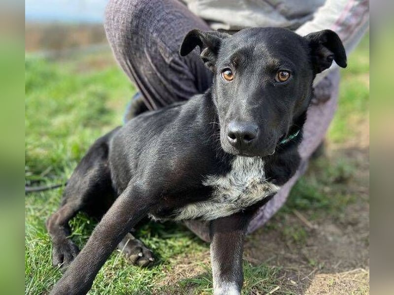 LUCKY 2 sucht sein Glück