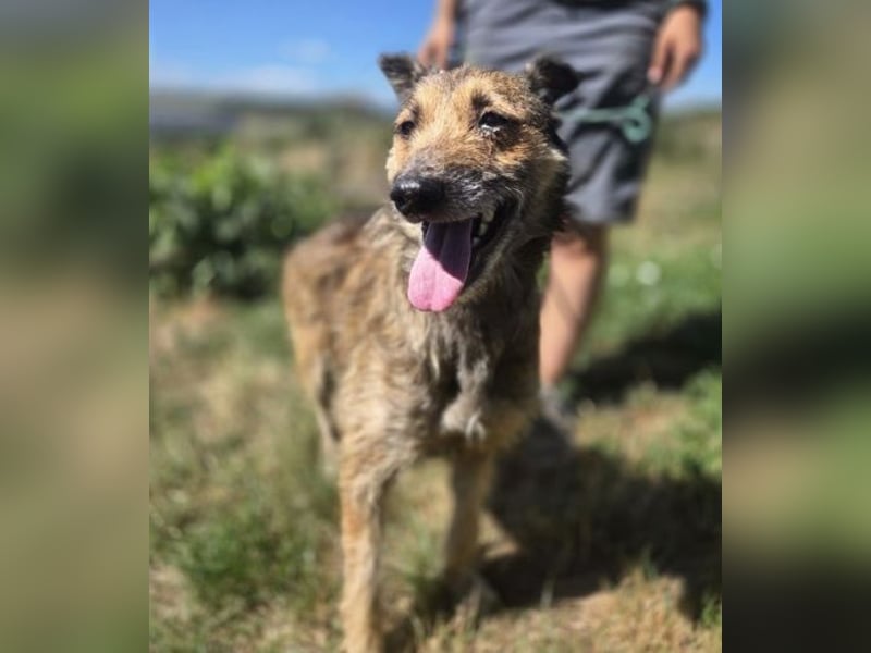 HUSCHI - bettelt um ein bisschen Glück
