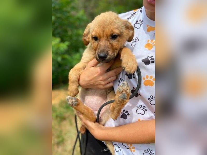 KYRA -das Hundebaby wurde "weggeworfen "