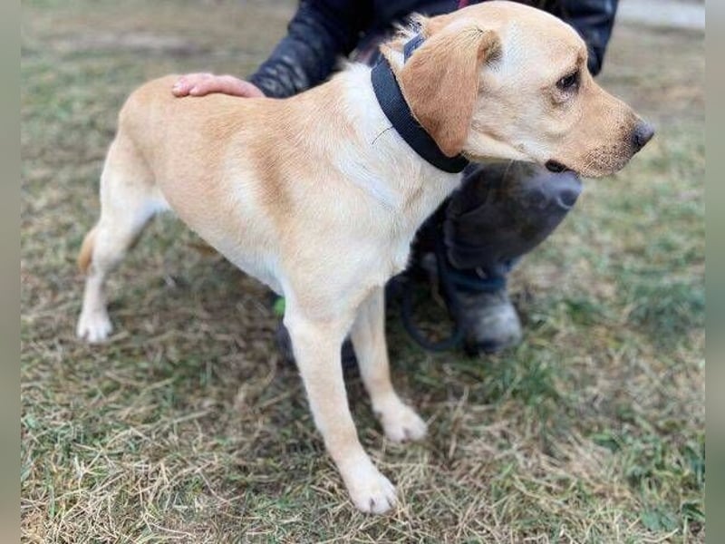 MONTY süßer Hundejunge