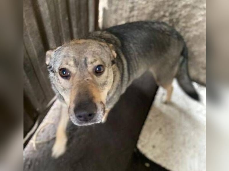 BRENDA ist eine zarte, liebevolle Hündin