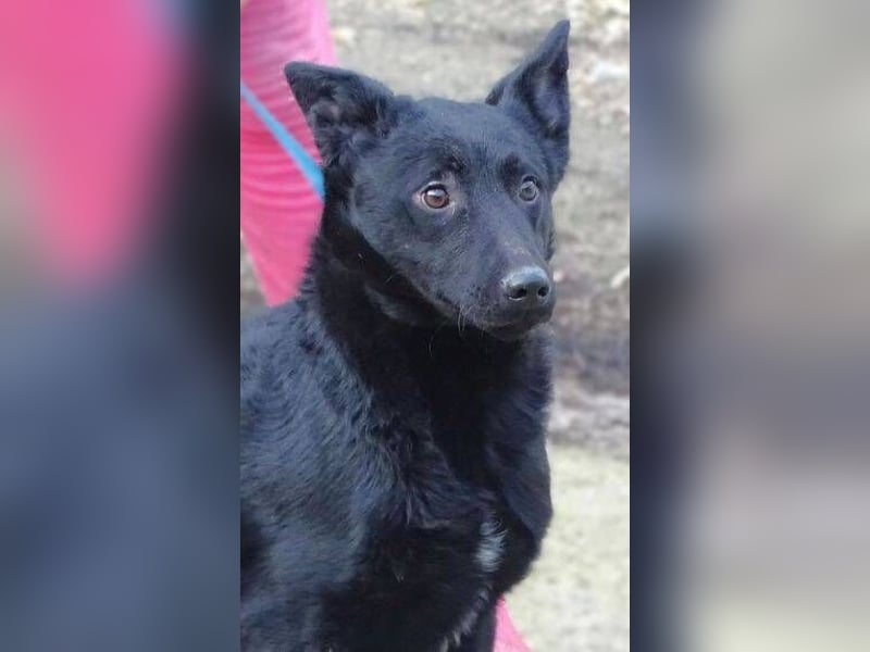 PETRA - süßes Spitzöhrchen