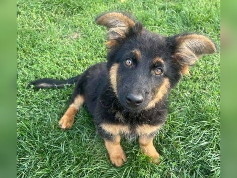 SULTAN das Hundkind wurde zurück gelassen