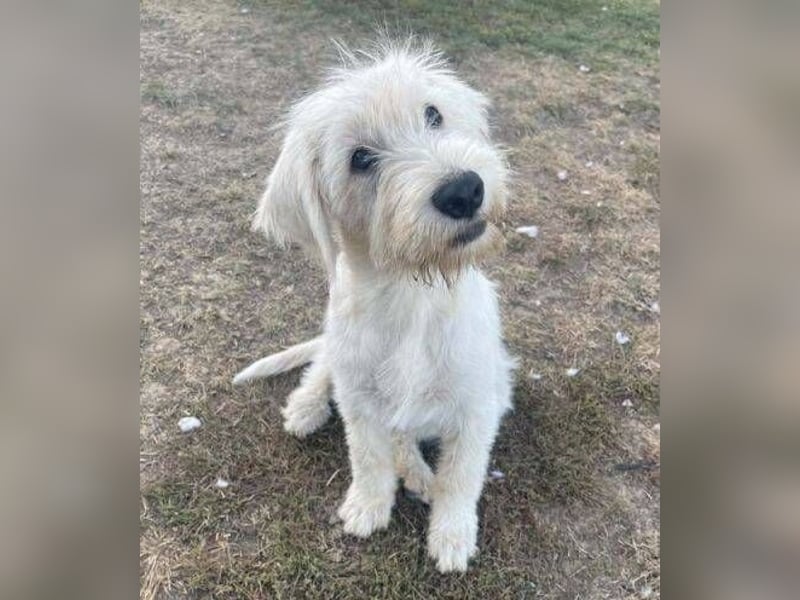 ELVIS der Hundejunge hätte so gern eine Familie