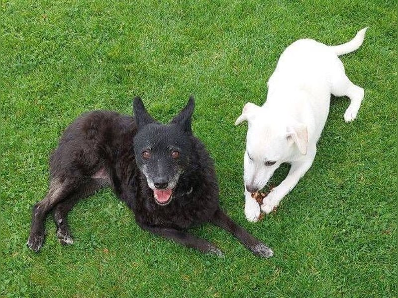 CLEO ist ein süßes Hundekind