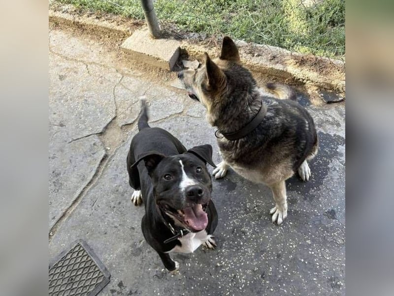 BARON wer kann ihm ein Zuhause schenken?