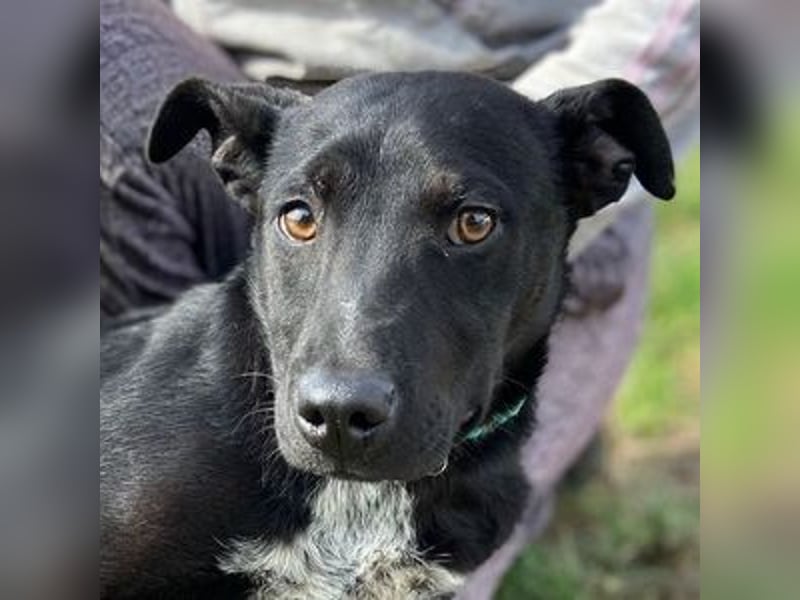 LUCKY 2 sucht sein Glück