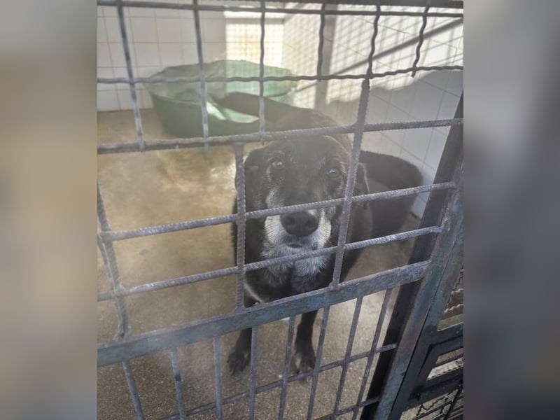 BILLY ist so verzweifelt - wer rettet ihn?