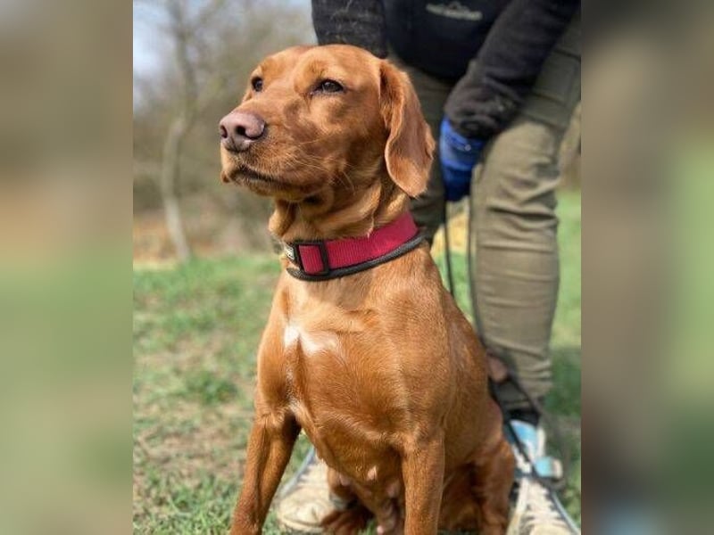 LEA, wunderschöne und zierliche Hündin