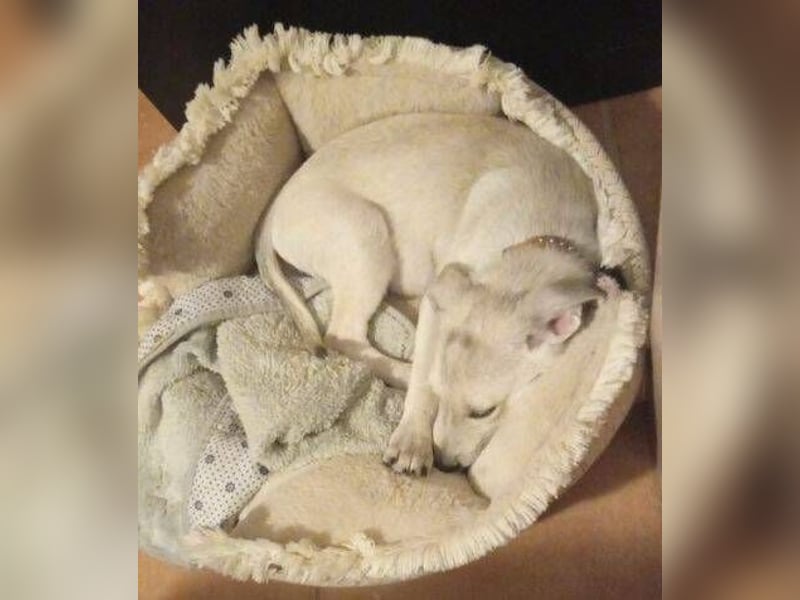 PEDRO süsses Pelzbaby