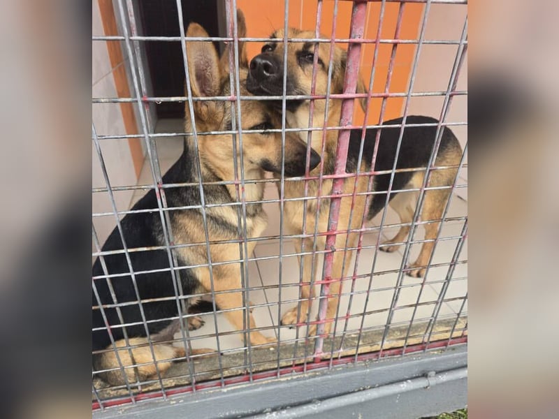 KIARA zittert um ihr junges Leben