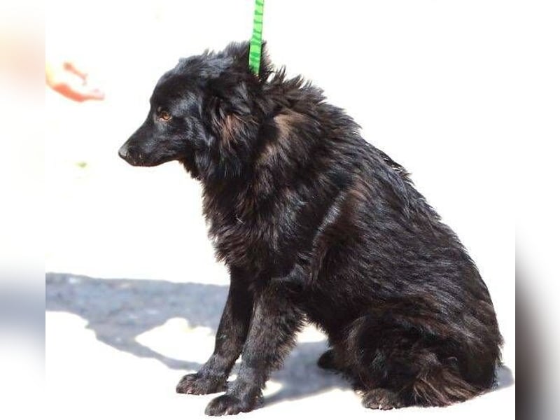 BARNEY muss um sein Leben fürchten