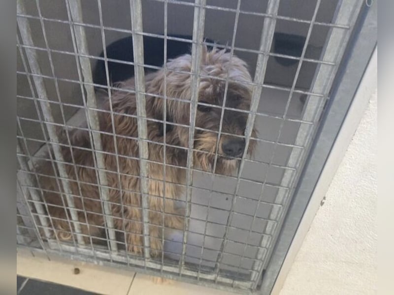 LUNA schwebt in Lebensgefahr