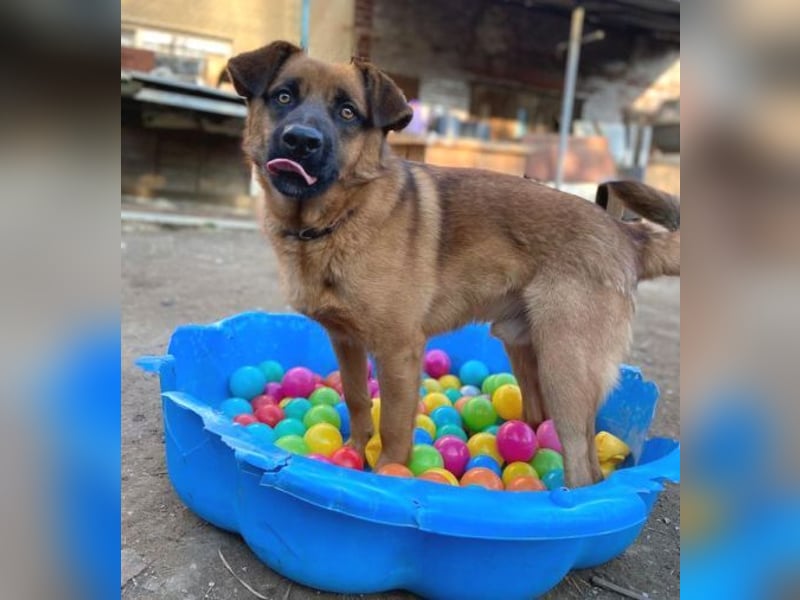 ARTHUR 2 sucht sein Zuhause