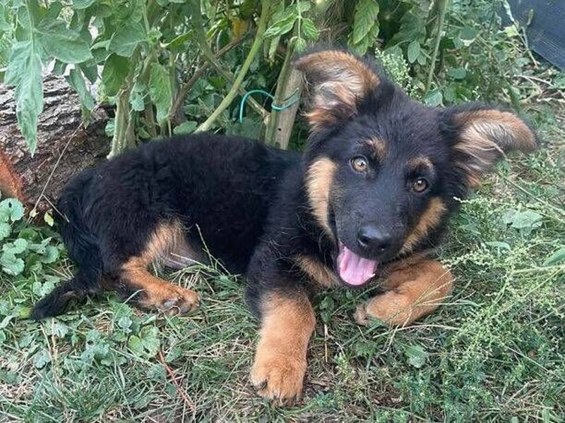 SULTAN das Hundkind wurde zurück gelassen