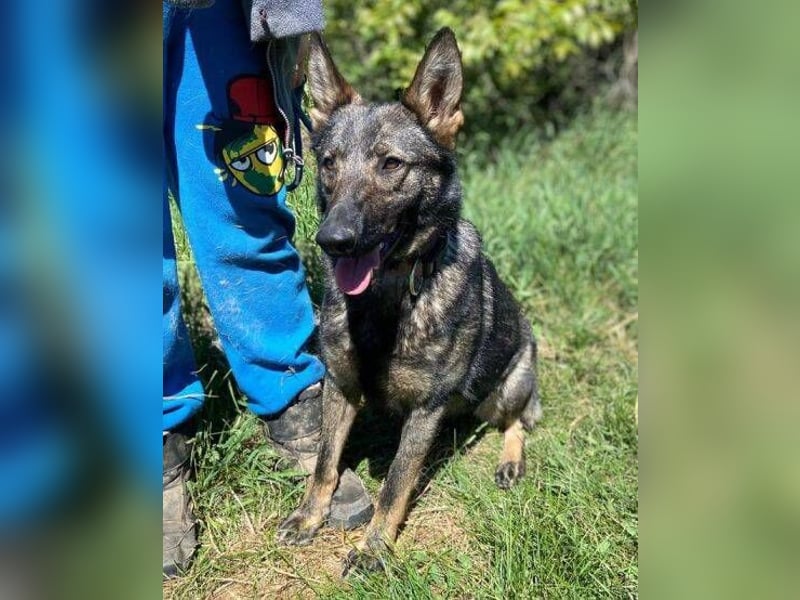 ZOYA wartet sehnsüchtig auf ein liebevolles Zuhause