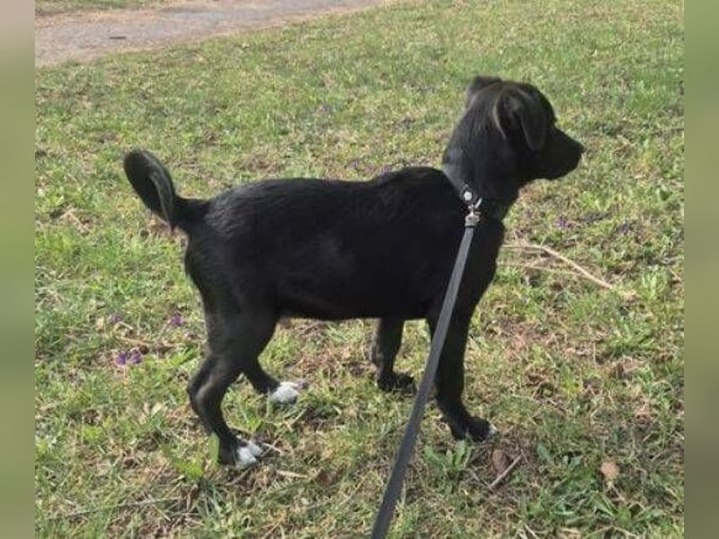 MAX 3 ein zuckersüßes Hundekind