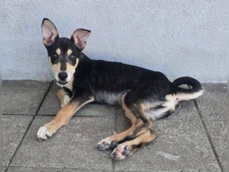 PEPE ,freundlich und verträglich