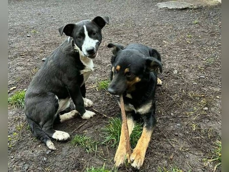 REANA ist ein süßes Hundemädchen