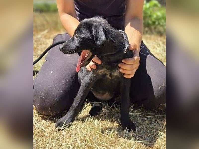 BELLA das Hundebaby wurde herzlos entsorgt