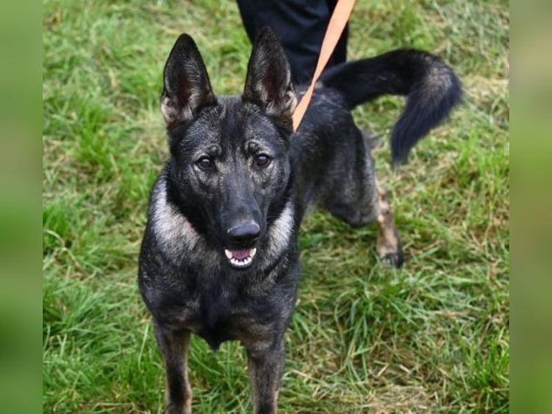 ZOYA sucht ein liebevolles Zuhause