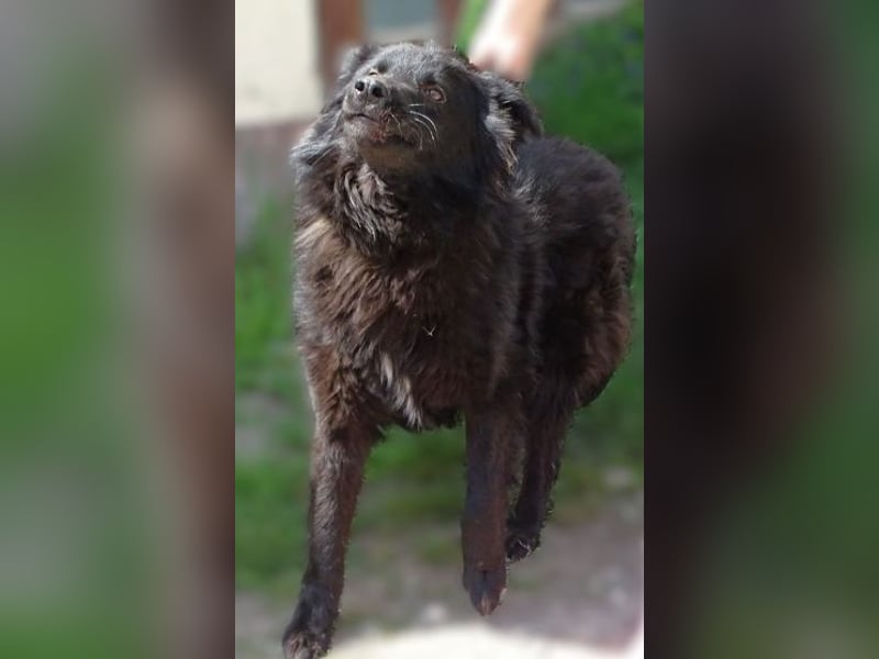 BARNEY muss um sein Leben fürchten