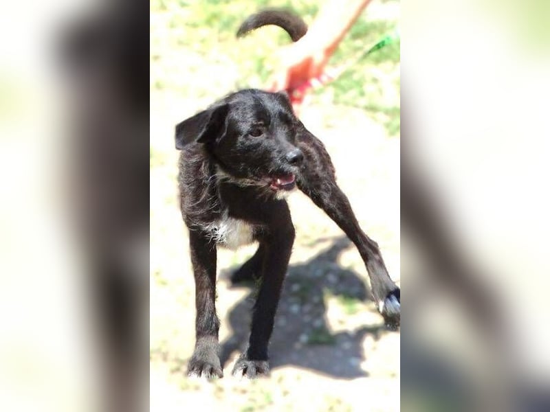 BOBBY 3 trotz sonnigen Gemüt in Lebensgefahr