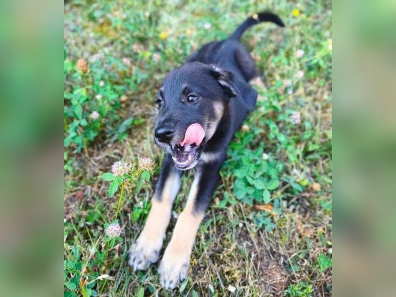 FLOKY , der kleine Hundebub wurde ausgesetzt