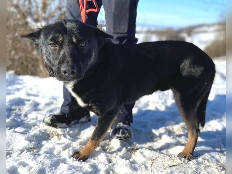 NERO ist eine Seele von Hund
