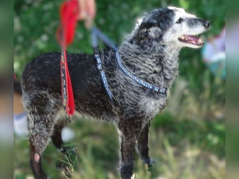 LOLA  ist ein liebe, ruhige Hundedame
