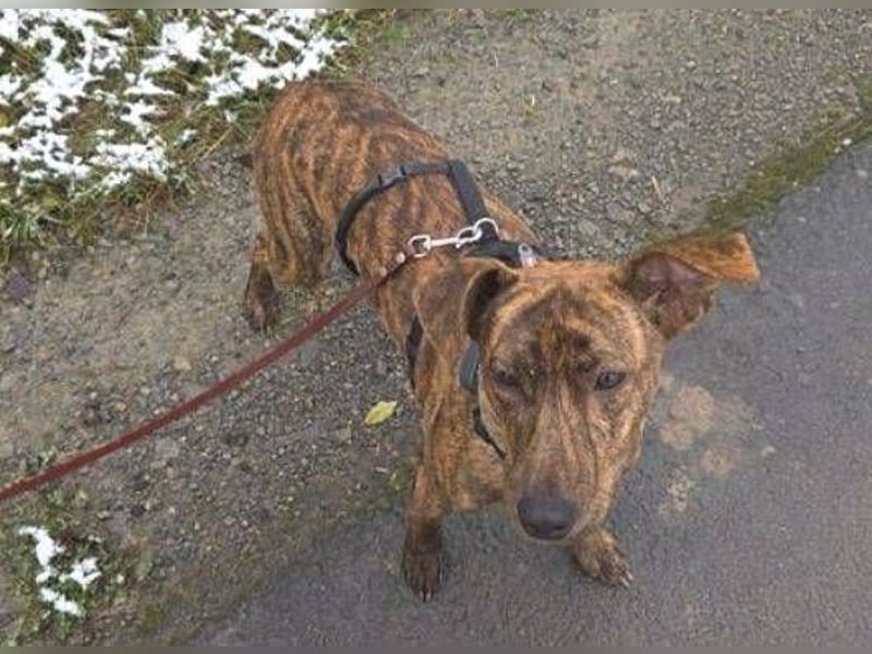 ZIPPO ist ein ganz toller Junghund