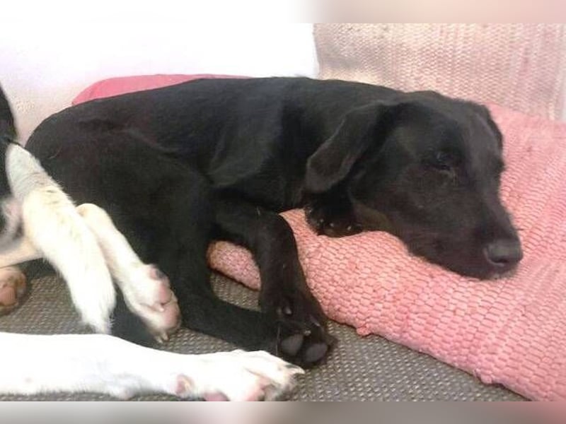 ANA 2 ist ein zauberhaftes Hundemädchen