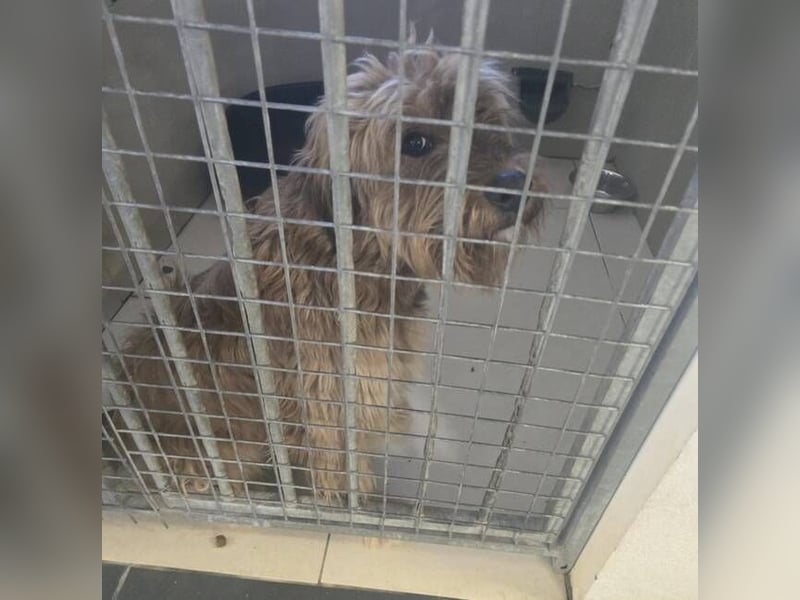 LUNA schwebt in Lebensgefahr