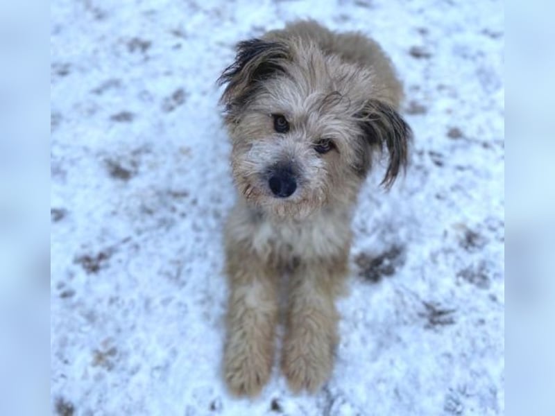 VICTOR  süßer kleiner Wuschel