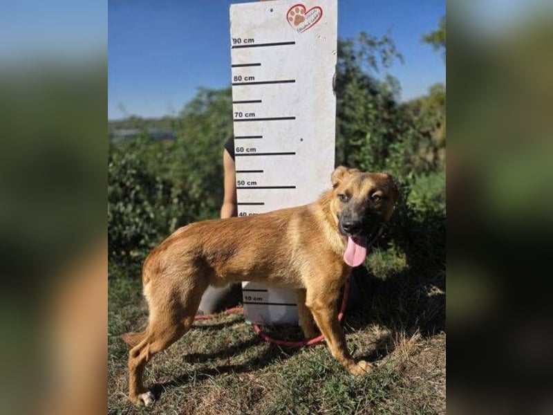 ARAMIS der Hundejunge irrte verloren umher