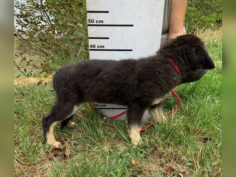 LORI das arme Hundekind wurde im Stich gelassen