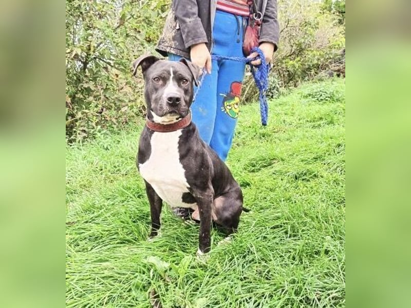 BARON wer kann ihm ein Zuhause schenken?